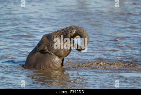 Afrikanischer Elefant (Loxodonta Africana) weiblich, die Spaß am Wasserloch, Etosha Nationalpark, Namibia Stockfoto