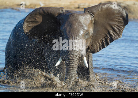 Afrikanischer Elefant (Loxodonta Africana) weiblich, die Spaß am Wasserloch, Etosha Nationalpark, Namibia Stockfoto