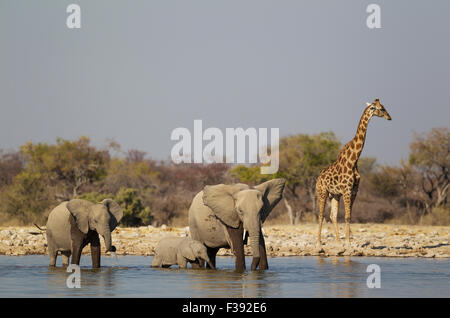 Afrikanischer Elefant (Loxodonta Africana) Kuh mit zwei Kälbern am Wasserloch, männliche South African Giraffe (Giraffa Giraffe Stockfoto