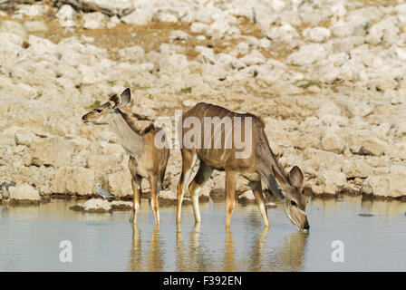 Große Kudu (Tragelaphus Strepsiceros), Weibchen mit jungen an einer Wasserstelle, Kap Turtle dove (Streptopelia Capicola) hinter Stockfoto