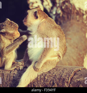 Long-tailed Macaque Monkey Pflege auf antiken Ruinen von Angkor Wat. Stockfoto