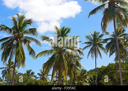 Palm-Bäume-Wald auf einer tropischen Insel, Thomas Insel, uns VI. Stockfoto