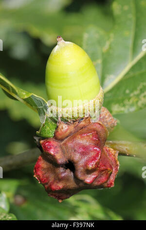 Eiche Knopper Galle verursacht durch die Gall Wasp Andricus quercuscalicis Stockfoto