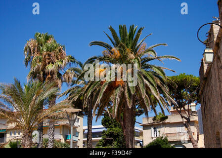 Palmen, Antibes, Côte d ' Azur, Frankreich. Stockfoto