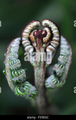 Adlerfarn Farn Pteridium aquilinum Stockfoto