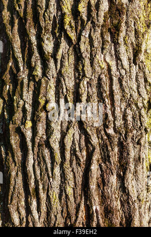 Alte Linden Baum Rinde Textur Hintergrund Stockfoto