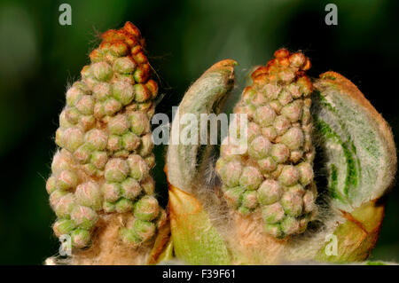 Rosskastanie Blüte in der Knospe UK Stockfoto