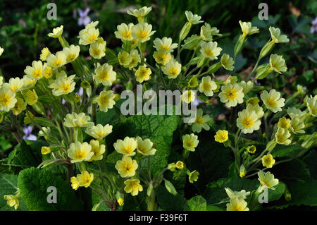 Falsche oxlip Stockfoto