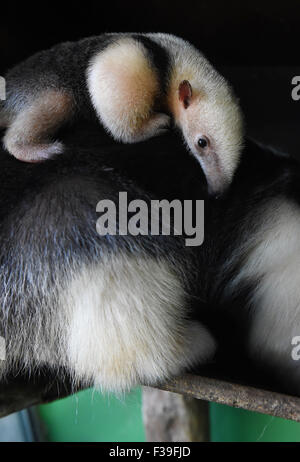 Olomouc, Tschechische Republik. 2. Oktober 2015. Südlichen Tamandua weiblichen Jungtier (Tamandua Tetradactyla) wird zum ersten Mal für die Öffentlichkeit im Zoo in Olomouc, Tschechische Republik, 2. Oktober 2015 vorgestellt. Sie wurde vor drei Wochen geboren. Olomouc-Zoo ist der einzige Garten in der Tschechischen Republik, in denen der südlichen Tamadua sind erfolgreich gezüchtet. Bildnachweis: Ludek Perina/CTK Foto/Alamy Live-Nachrichten Stockfoto