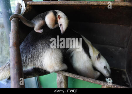 Olomouc, Tschechische Republik. 2. Oktober 2015. Südlichen Tamandua weiblichen Jungtier (Tamandua Tetradactyla) wird zum ersten Mal für die Öffentlichkeit im Zoo in Olomouc, Tschechische Republik, 2. Oktober 2015 vorgestellt. Sie wurde vor drei Wochen geboren. Olomouc-Zoo ist der einzige Garten in der Tschechischen Republik, in denen der südlichen Tamadua sind erfolgreich gezüchtet. Bildnachweis: Ludek Perina/CTK Foto/Alamy Live-Nachrichten Stockfoto