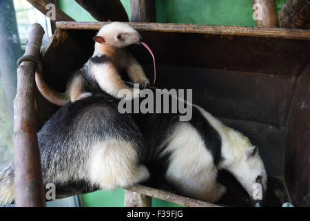 Olomouc, Tschechische Republik. 2. Oktober 2015. Südlichen Tamandua weiblichen Jungtier (Tamandua Tetradactyla) wird zum ersten Mal für die Öffentlichkeit im Zoo in Olomouc, Tschechische Republik, 2. Oktober 2015 vorgestellt. Sie wurde vor drei Wochen geboren. Olomouc-Zoo ist der einzige Garten in der Tschechischen Republik, in denen der südlichen Tamadua sind erfolgreich gezüchtet. Bildnachweis: Ludek Perina/CTK Foto/Alamy Live-Nachrichten Stockfoto