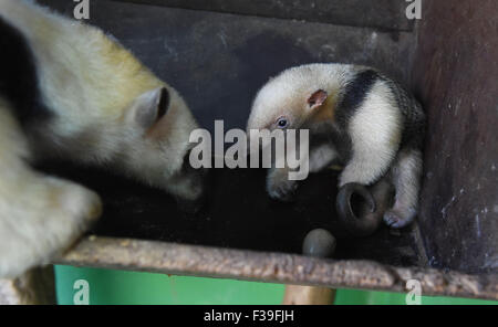 Olomouc, Tschechische Republik. 2. Oktober 2015. Südlichen Tamandua weiblichen Jungtier (Tamandua Tetradactyla) wird zum ersten Mal für die Öffentlichkeit im Zoo in Olomouc, Tschechische Republik, 2. Oktober 2015 vorgestellt. Sie wurde vor drei Wochen geboren. Olomouc-Zoo ist der einzige Garten in der Tschechischen Republik, in denen der südlichen Tamadua sind erfolgreich gezüchtet. Bildnachweis: Ludek Perina/CTK Foto/Alamy Live-Nachrichten Stockfoto