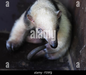 Olomouc, Tschechische Republik. 2. Oktober 2015. Südlichen Tamandua weiblichen Jungtier (Tamandua Tetradactyla) wird zum ersten Mal für die Öffentlichkeit im Zoo in Olomouc, Tschechische Republik, 2. Oktober 2015 vorgestellt. Sie wurde vor drei Wochen geboren. Olomouc-Zoo ist der einzige Garten in der Tschechischen Republik, in denen der südlichen Tamadua sind erfolgreich gezüchtet. Bildnachweis: Ludek Perina/CTK Foto/Alamy Live-Nachrichten Stockfoto