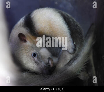 Olomouc, Tschechische Republik. 2. Oktober 2015. Südlichen Tamandua weiblichen Jungtier (Tamandua Tetradactyla) wird zum ersten Mal für die Öffentlichkeit im Zoo in Olomouc, Tschechische Republik, 2. Oktober 2015 vorgestellt. Sie wurde vor drei Wochen geboren. Olomouc-Zoo ist der einzige Garten in der Tschechischen Republik, in denen der südlichen Tamadua sind erfolgreich gezüchtet. Bildnachweis: Ludek Perina/CTK Foto/Alamy Live-Nachrichten Stockfoto