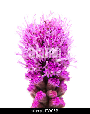 Liatris (/ Laɪˈætrɨs /; [ 2] ist eine Gattung von Blütenpflanzen in den Boneset Stamm innerhalb der Sonnenblume Familie in Nordamerika heimisch Stockfoto