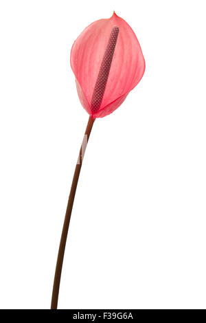 Rosa Anthurium Blumen isoliert auf weißem Hintergrund Stockfoto