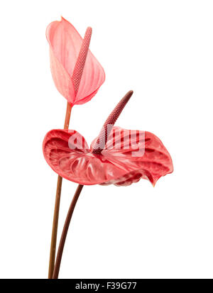 dunkel rot und rosa Anthurium Blumen isoliert auf weiss Stockfoto