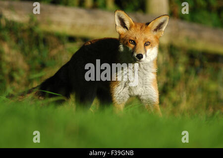 Rotfuchs Vulpes vulpes Stockfoto