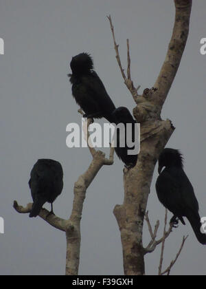 Bintan, Riau-Inseln, Indonesien. 2. Oktober 2015. BINTAN, Indonesien - Oktober 02: Die schlank-billed Krähen (Corvus Enca) bei Tanjungpinang Mangroven auf 2. Oktober 2015 in Bintan, Indonesien gesehen. Es ist in Brunei, Indonesien, Malaysia und den Philippinen gefunden. Seine natürlichen Lebensräume sind subtropische oder tropische Feuchte Auwälder und subtropischen oder tropischen Mangroven-Wäldern. © Sijori Bilder/ZUMA Draht/Alamy Live-Nachrichten Stockfoto