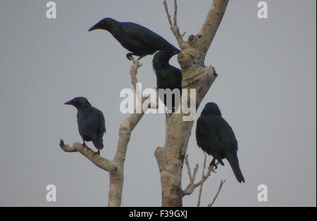 Bintan, Riau-Inseln, Indonesien. 2. Oktober 2015. BINTAN, Indonesien - Oktober 02: Die schlank-billed Krähen (Corvus Enca) bei Tanjungpinang Mangroven auf 2. Oktober 2015 in Bintan, Indonesien gesehen. Es ist in Brunei, Indonesien, Malaysia und den Philippinen gefunden. Seine natürlichen Lebensräume sind subtropische oder tropische Feuchte Auwälder und subtropischen oder tropischen Mangroven-Wäldern. © Sijori Bilder/ZUMA Draht/Alamy Live-Nachrichten Stockfoto