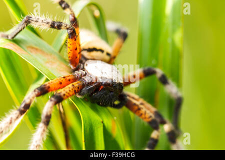 Spinne auf grünes Blatt Stockfoto