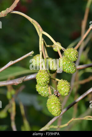 Graue Erlenzäpfchen - Alnus incana Stockfoto