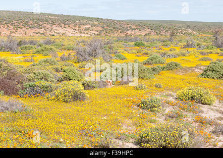 Ein Bereich der gelbe Wildblumen in der Nähe von Soutfontein (Salz-Brunnen) in der Region der nördlichen Kap Namaqualand in Südafrika Stockfoto