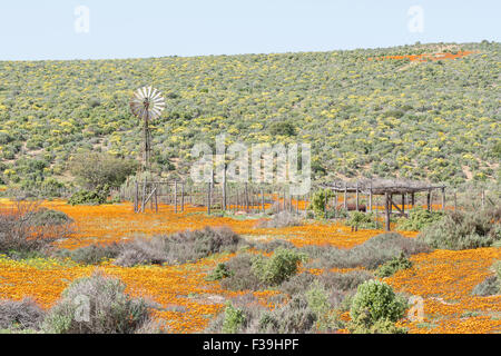 Eine Windmühle in einem Feld von orange und gelbe Blumen in der Nähe von Soutfontein (Salz-Brunnen) in der Region der nördlichen Kap Namaqualand Stockfoto