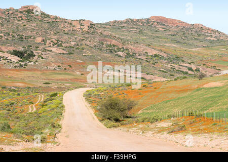 Orange Blumen neben der Straße nach Hondeklipbaai in der Nähe von Garies im Großraum Namaqualand in Südafrika Stockfoto