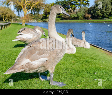 Weiße Schwanenschweine Cygnet (Cygnus olor) Cygnets auf Gras an einem See in Großbritannien. Stockfoto