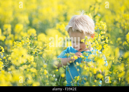 Bildnis eines Knaben im gelben Blumenfeld stehen Stockfoto