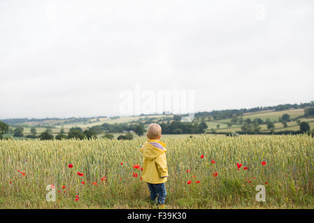 Rückansicht eines jungen stehen in einem Weizenfeld mit Mohnblumen Stockfoto