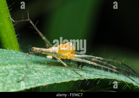 Springspinne auf grünes Blatt Stockfoto