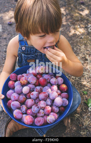 Draufsicht eines jungen Essen frisch gepflückt Pflaume Stockfoto