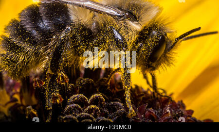 Hummel, die Gewinnung von Pollen aus Sonnenblumen Stockfoto