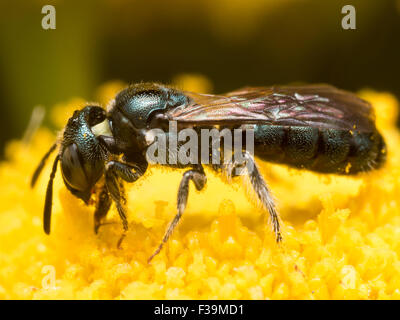 Dunkel grün Sweat Biene (Früchte Dialictus) extrahiert Pollen aus einer gelben Blume Stockfoto