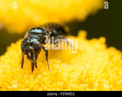 Dunkel grün Sweat Biene (Früchte Dialictus) extrahiert Pollen aus einer gelben Blume Stockfoto
