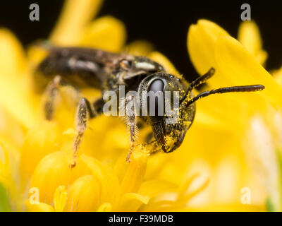 Dunkle Biene in Schweiß (Früchte) extrahiert Pollen aus einer gelben Blume Stockfoto