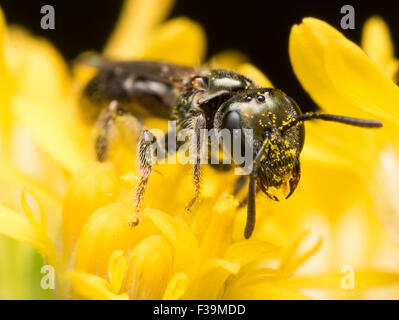 Dunkle Biene in Schweiß (Früchte) extrahiert Pollen aus einer gelben Blume Stockfoto