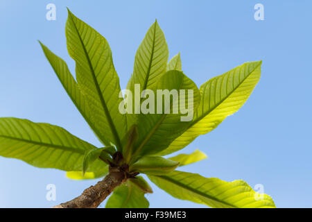 Erste Blätter am Baum im Frühling Stockfoto