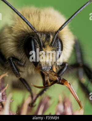 Gelbe Biene sticht rot Mundwerkzeuge.  Blume mit grünem Hintergrund. Stockfoto