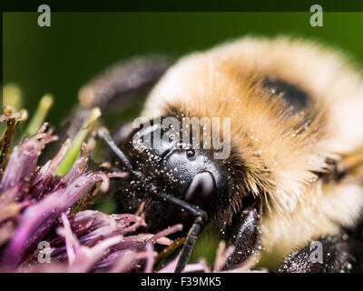 Bumble Blütenpollen Auszüge aus violette Blume Stockfoto