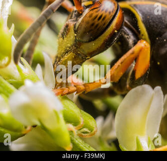 Wespe mit Orange gesichtet Augen Extrakte Pollen von einer weißen Blume mit grünem Hintergrund Stockfoto