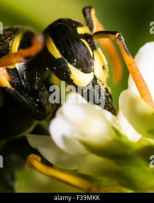 Wespe mit schwarz entdeckt Augen Extrakte Pollen von einer weißen Blume mit grünem Hintergrund Stockfoto