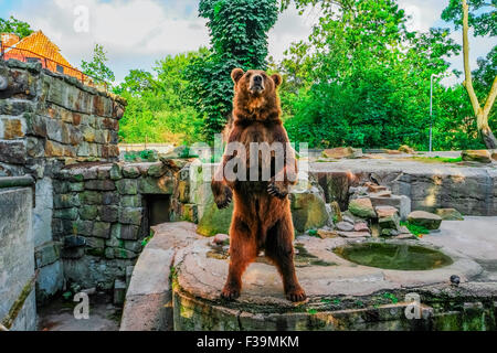 Braunbär (Ursus Arctos) stehend, Frontansicht Stockfoto