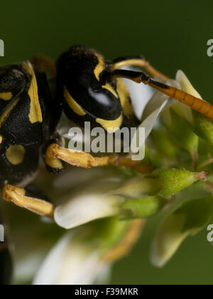 Wespe mit schwarz entdeckt Augen Extrakte Pollen von einer weißen Blume mit grünem Hintergrund Stockfoto