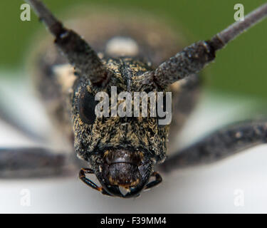 Longhorn Beetle Portrait mit grünem und weißem Hintergrund. Stockfoto