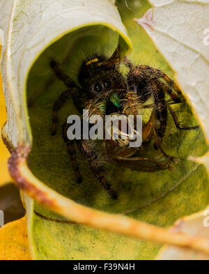 Schwarze Spinne mit glänzend grünen Mund springen frisst fliegen mit roten Augen auf Blatt. Stockfoto