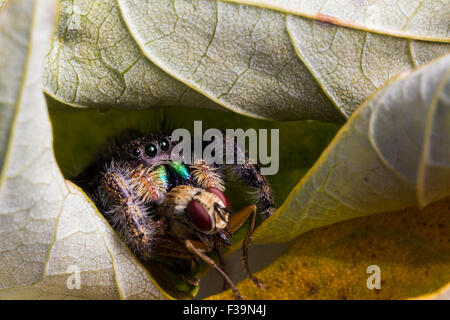 Schwarze Spinne mit glänzend grünen Mund springen frisst fliegen mit roten Augen auf Blatt. Stockfoto