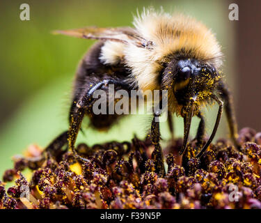 Hummel, die Gewinnung von Pollen aus Sonnenblumen Stockfoto